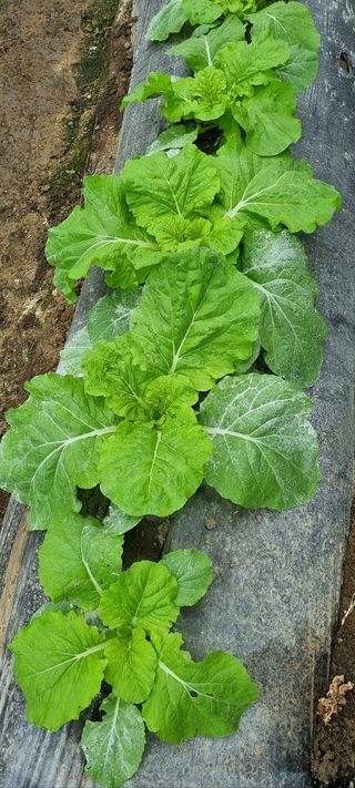 한밭농원님의 배추 · 일상 작성글 사진