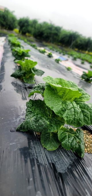 산조아자연인님의 배추 · 일상 작성글 사진