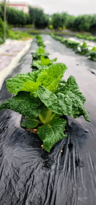 산조아자연인님의 배추 · 일상 작성글 사진