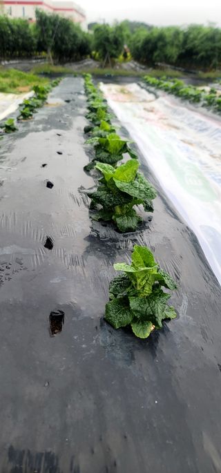 산조아자연인님의 배추 · 일상 작성글 사진