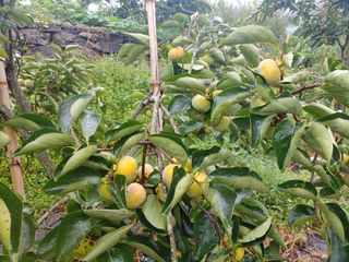 천승준님의 가을 농사계획 알려주세요🍁 · 참여글 작성글 사진