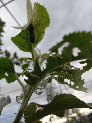 조수현님의 사과 · 병해충상담 작성글 사진
