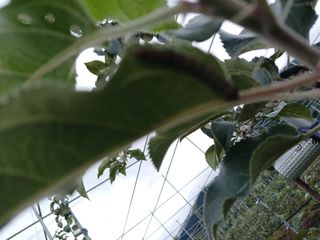 조수현님의 사과 · 병해충상담 작성글 사진