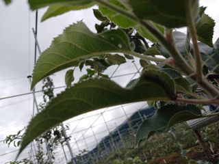 조수현님의 사과 · 병해충상담 작성글 사진