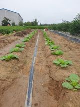 팜모닝 가을 농사계획 알려주세요🍁·참여글 게시글 이미지