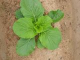 박명흠 님의 가을 농사계획 알려주세요🍁·참여글 작성글 사진