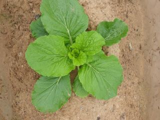 박명흠 님의 가을 농사계획 알려주세요🍁 · 참여글 작성글 사진