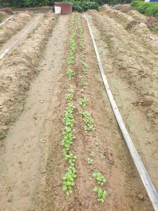 박명흠 님의 가을 농사계획 알려주세요🍁 · 참여글 작성글 사진