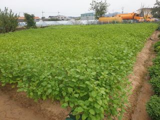 박명흠 님의 가을 농사계획 알려주세요🍁 · 참여글 작성글 사진