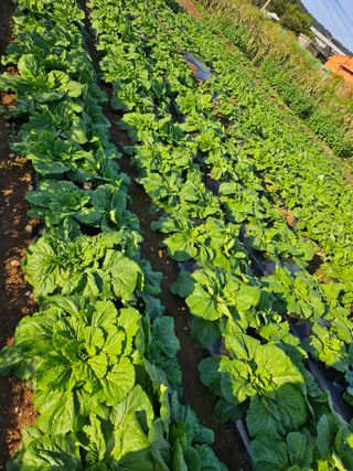원머루 강낙도님의 가을 농사계획 알려주세요🍁 · 참여글 작성글 사진