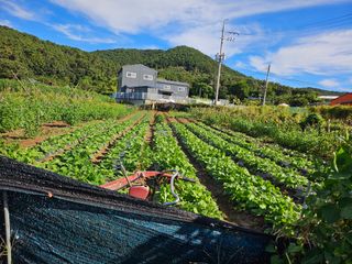 원머루 강낙도님의 가을 농사계획 알려주세요🍁 · 참여글 작성글 사진