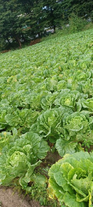 이.일신.꽃분아빠님의 배추 · 일상 작성글 사진