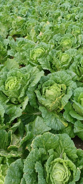 이.일신.꽃분아빠님의 배추 · 일상 작성글 사진