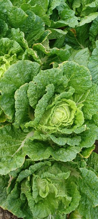 이.일신.꽃분아빠님의 배추 · 일상 작성글 사진