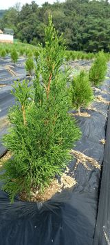 팜모닝 기타작물·자유게시판 게시글 이미지