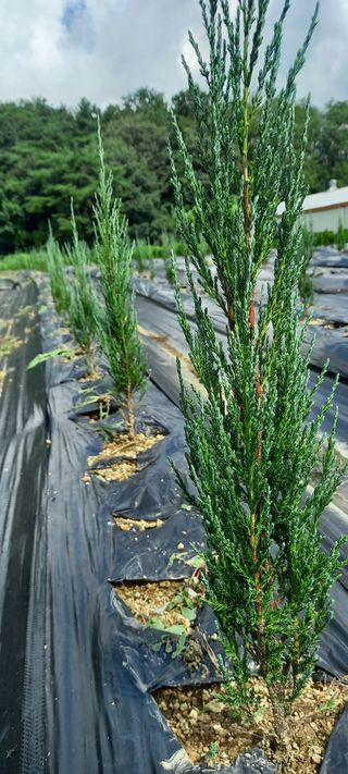 김대현(청솔)님의 기타작물 · 자유게시판 작성글 사진