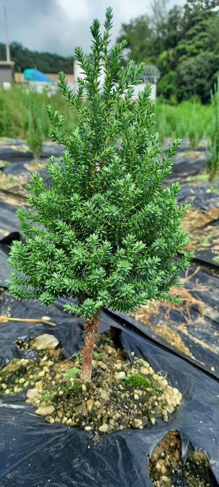 김대현(청솔)님의 기타작물 · 자유게시판 작성글 사진