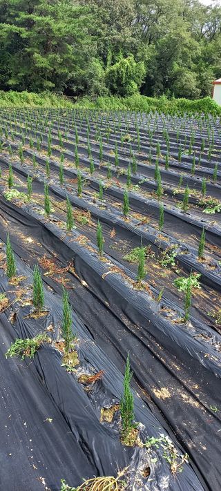 김대현(청솔)님의 기타작물 · 자유게시판 작성글 사진