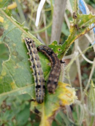 김연호님의 콩 · 영농일지 작성글 사진