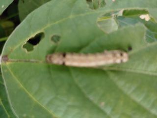 김연호님의 콩 · 영농일지 작성글 사진