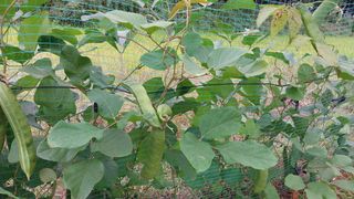 자연과의 소통님의 가을 농사계획 알려주세요🍁 · 참여글 작성글 사진