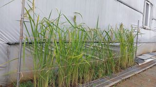 자연과의 소통님의 가을 농사계획 알려주세요🍁 · 참여글 작성글 사진