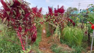 자연과의 소통님의 가을 농사계획 알려주세요🍁 · 참여글 작성글 사진