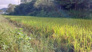 자연과의 소통님의 가을 농사계획 알려주세요🍁 · 참여글 작성글 사진