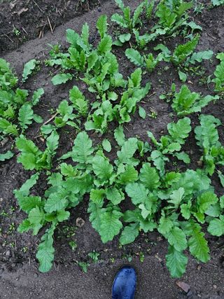 백용기님의 배추 · 일상 작성글 사진