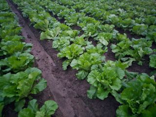 백용기님의 배추 · 일상 작성글 사진