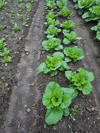 백용기님의 배추 · 일상 작성글 사진