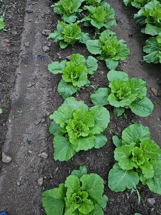 백용기님의 배추 · 일상 작성글 사진