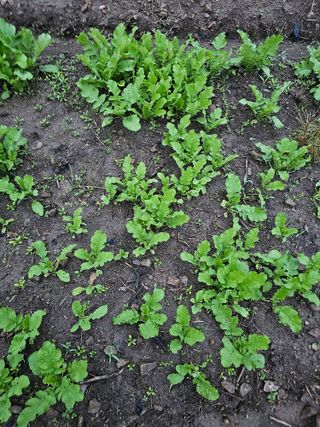 백용기님의 배추 · 일상 작성글 사진