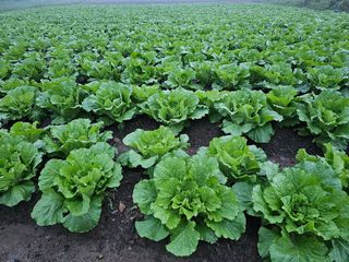 백용기님의 배추 · 일상 작성글 사진