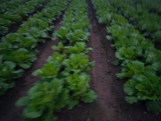 백용기님의 배추 · 일상 작성글 사진