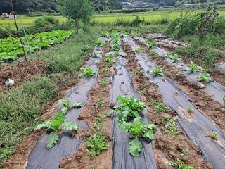 서동언님의 가을 농사계획 알려주세요🍁·참여글 작성글 사진