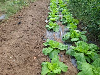 서동언님의 가을 농사계획 알려주세요🍁 · 참여글 작성글 사진