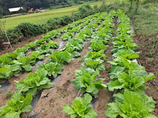 서동언님의 가을 농사계획 알려주세요🍁 · 참여글 작성글 사진