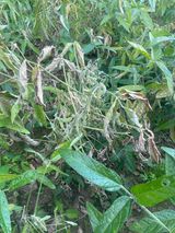 팜모닝 콩·병해충상담 게시글 이미지