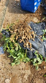 팜모닝 가을 농사계획 알려주세요🍁·참여글 게시글 이미지