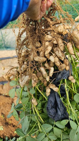 김은아SM님의 가을 농사계획 알려주세요🍁 · 참여글 작성글 사진