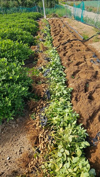 김은아SM님의 가을 농사계획 알려주세요🍁 · 참여글 작성글 사진