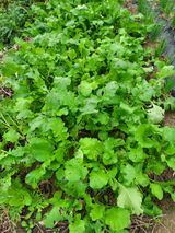 팜모닝 배추·일상 게시글 이미지