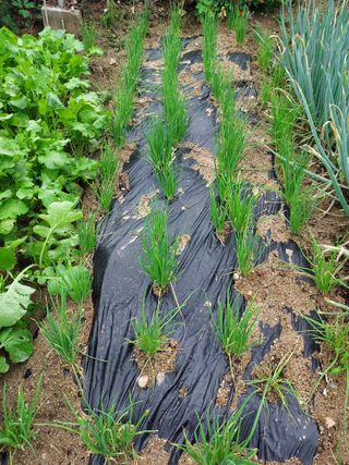 최병화 님의 배추 · 일상 작성글 사진