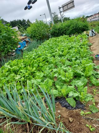 최병화 님의 배추 · 일상 작성글 사진