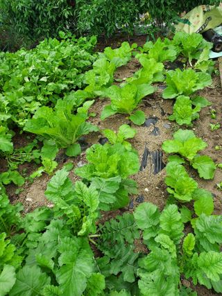 최병화 님의 배추 · 일상 작성글 사진