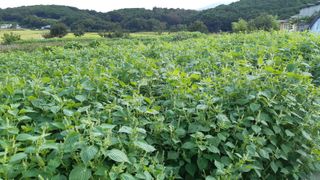 윤형식 님의 들깨 · 자유게시판 작성글 사진