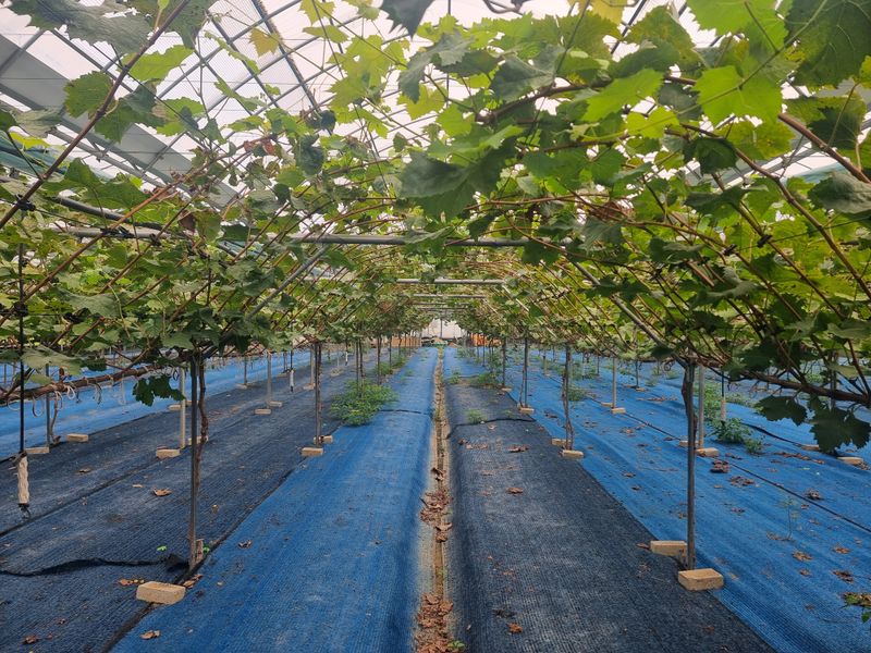 고추15559님의 장터 판매 상품 [샤인머스캣 대형하우스] 첨부 사진