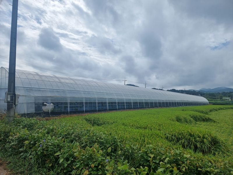 고추15559님의 장터 판매 상품 [샤인머스캣 대형하우스] 첨부 사진