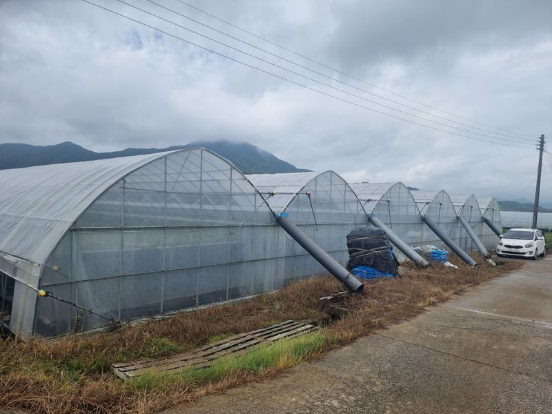 고추15559님의 장터 판매 상품 [샤인머스캣 대형하우스] 첨부 사진